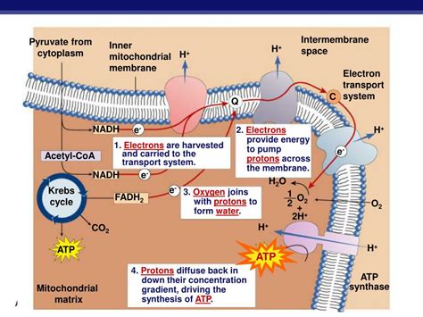 Cellular Respiration Stage 4: Electron Transport Chain.